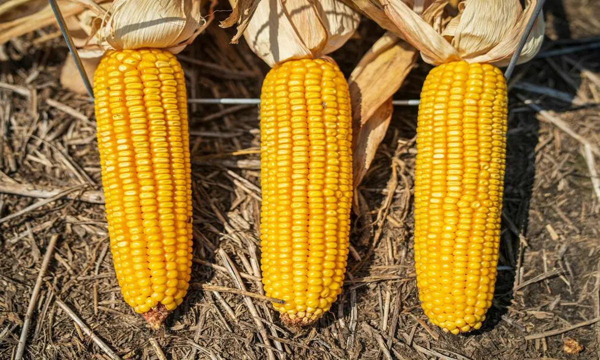 Tips Mudah Menyegarkan Jagung Keriput, Tanpa Bakal Mengubah Rasa