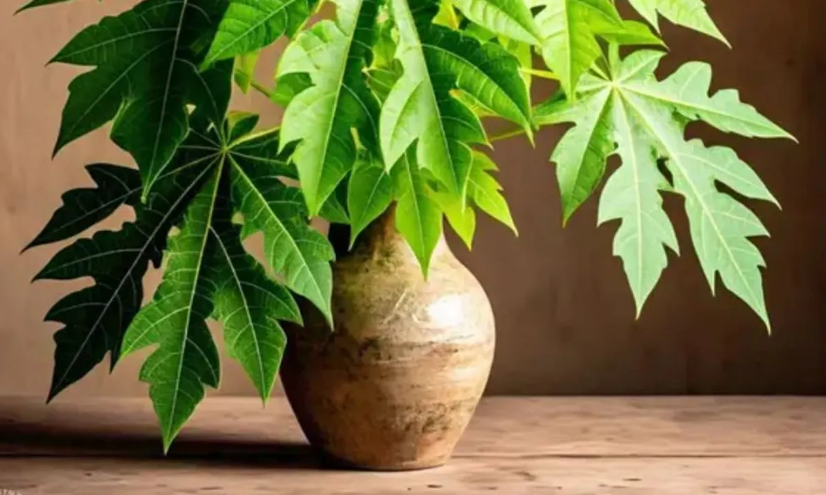 Tips Olah Daun Pepaya Agar Tetap Hijau dan Empuk Saat Dimasak