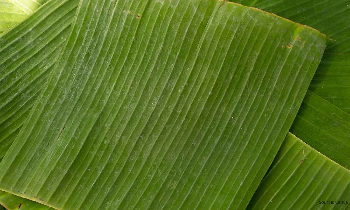 Tips Rahasia Daun Pisang Lentur dan Bersih Siap Pakai dengan Metode Air Panas