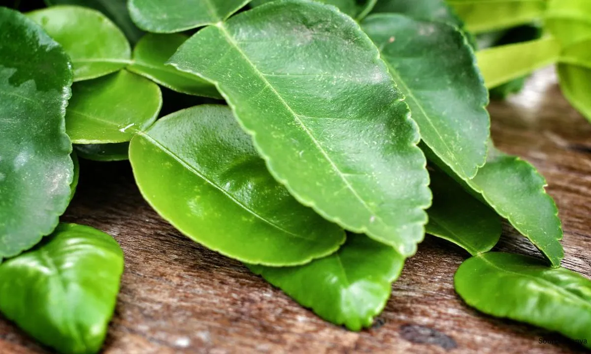 Tips Sederhana Daun Jeruk Awet dan Wangi, Hanya Butuh Plastik Ziplock