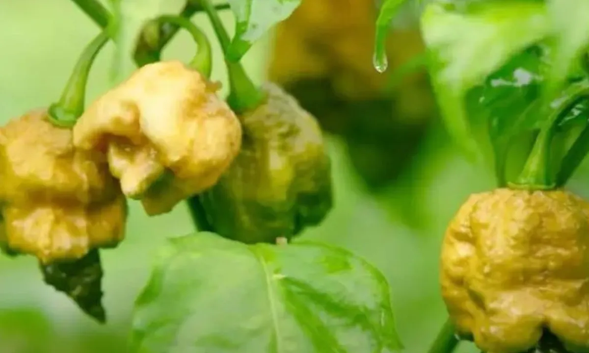 Top 10 Cabai Paling Pedas di Dunia: Perubahan Terbaru dalam Data!