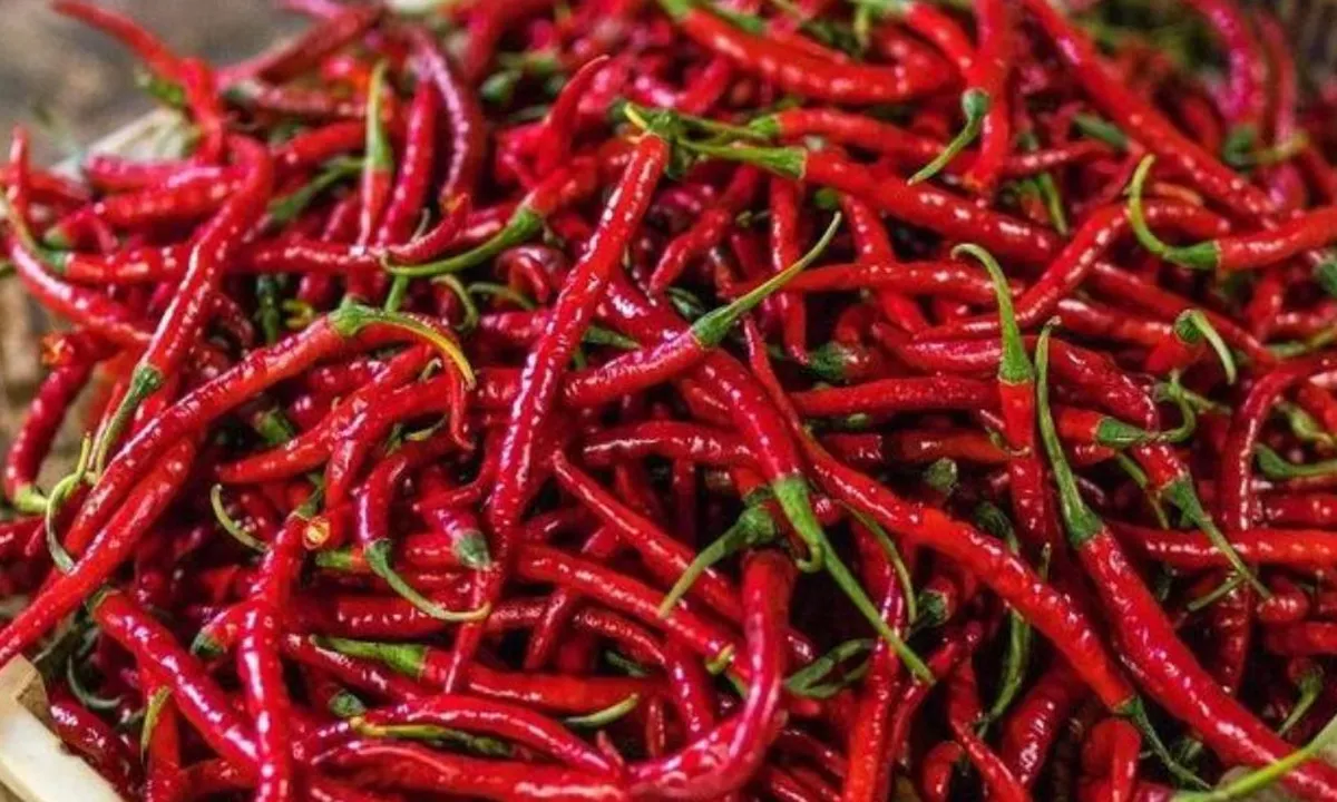 Trik Praktis Agar Cabai Merah Tak Terlalu Pedas di Mulut