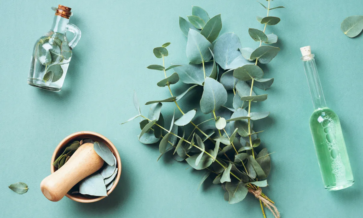 Viral Manfaat Eucalyptus yang Digadang-Gadang Jadi Antivirus Covid-19