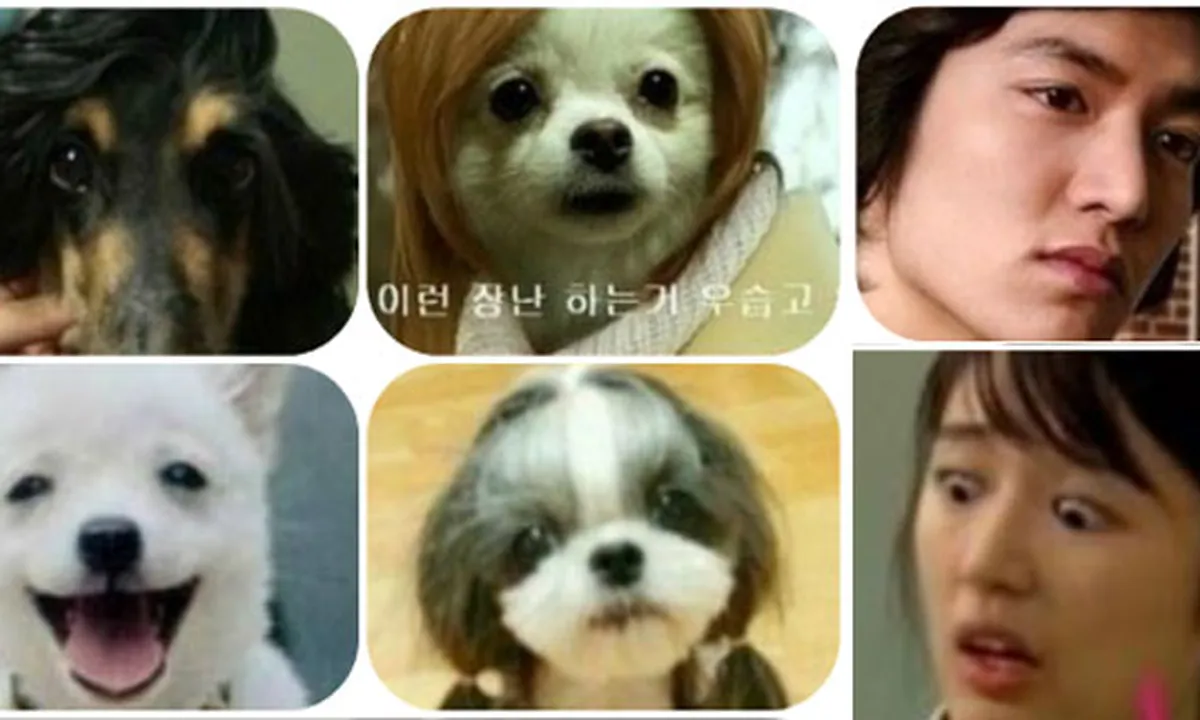 Wow, Anjing-Anjing Ini Mirip Seleb Korea!