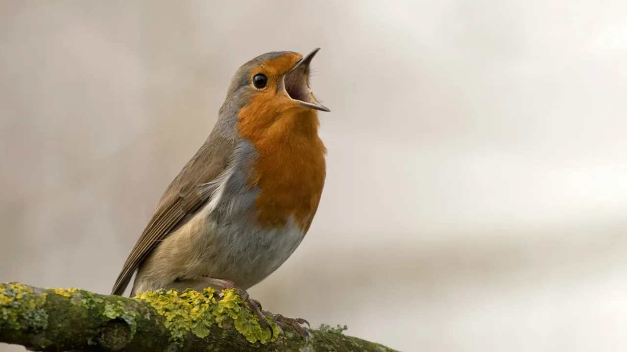 10 Arti Burung Masuk Rumah Menurut Primbon Jawa, Bisa Dilihat Dari Jenis - Waktu Kapan Masuknya 10 Arti Burung Masuk Rumah Menurut Primbon Jawa, Bisa Dilihat Dari Jenis - Waktu Kapan Masuknya