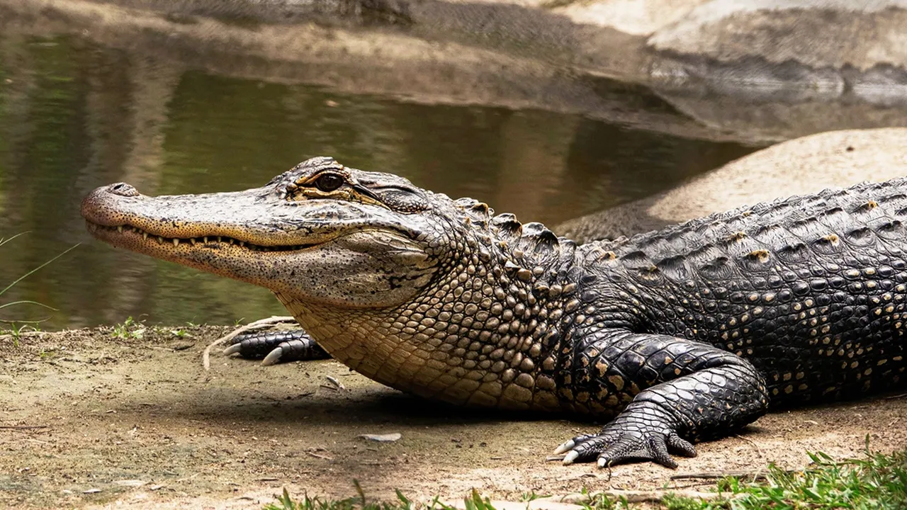 10 Arti Mimpi Buaya Menurut Primbon Jawa Bisa Jadi Pertanda Baik dan Buruk