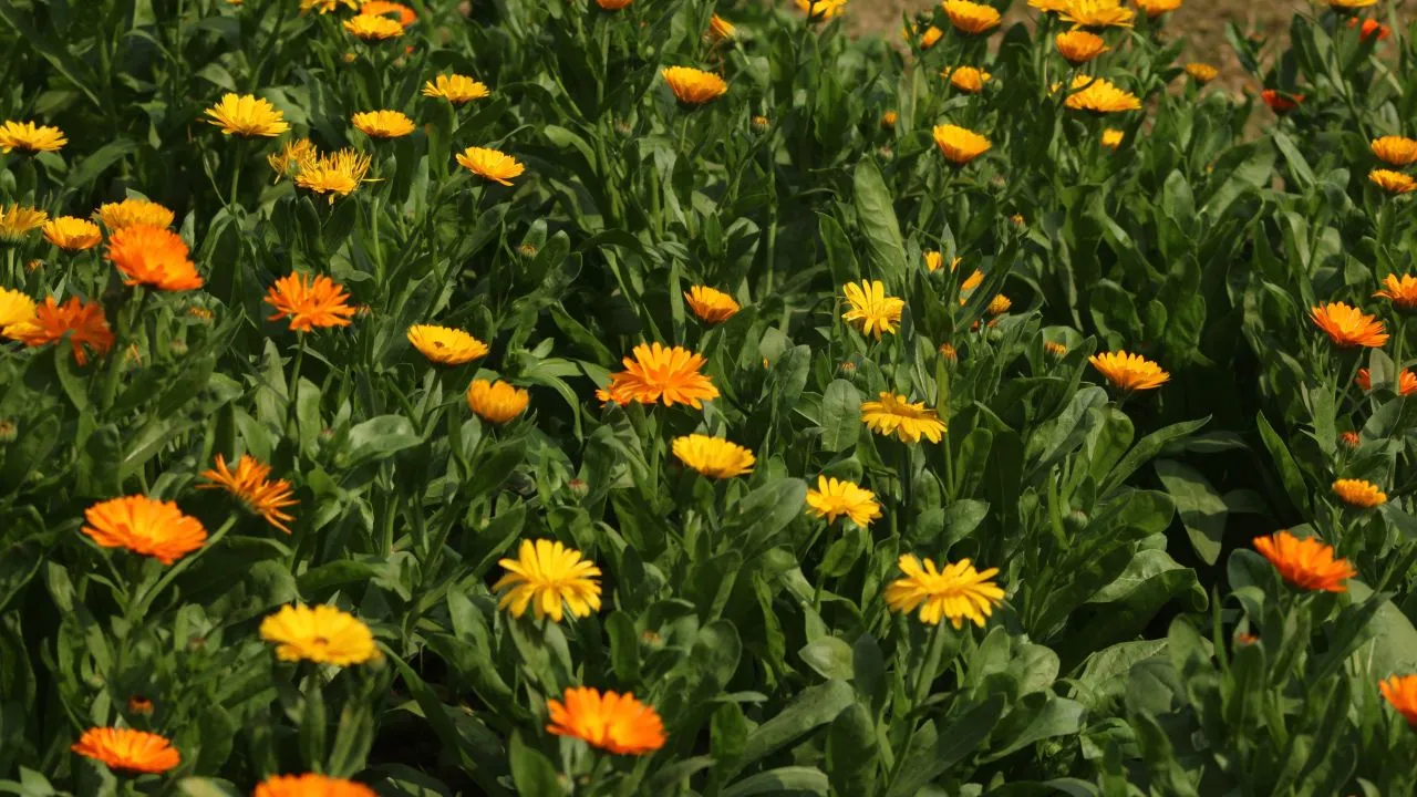 10 Cara Menanam Bunga Calendula dari Benih hingga Menghasilkan Bunga