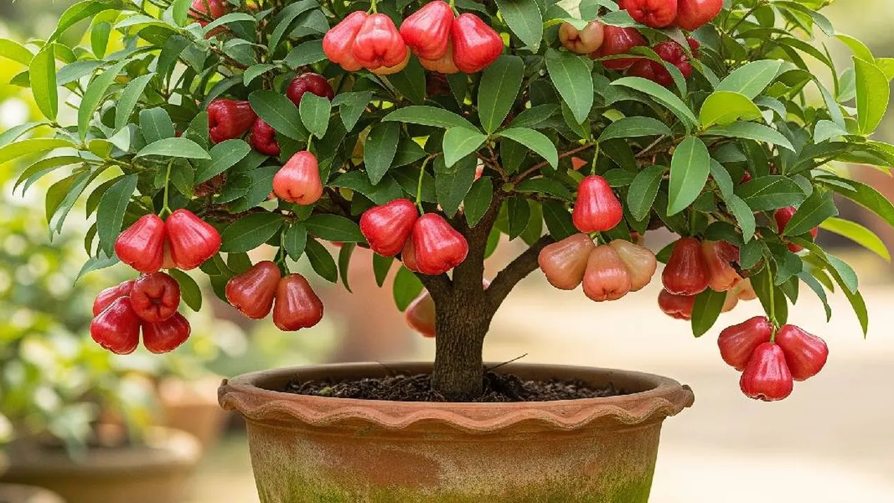 10 Cara Menanam Pohon Buah Pendek agar Pekarangan Sempit Tetap Panen