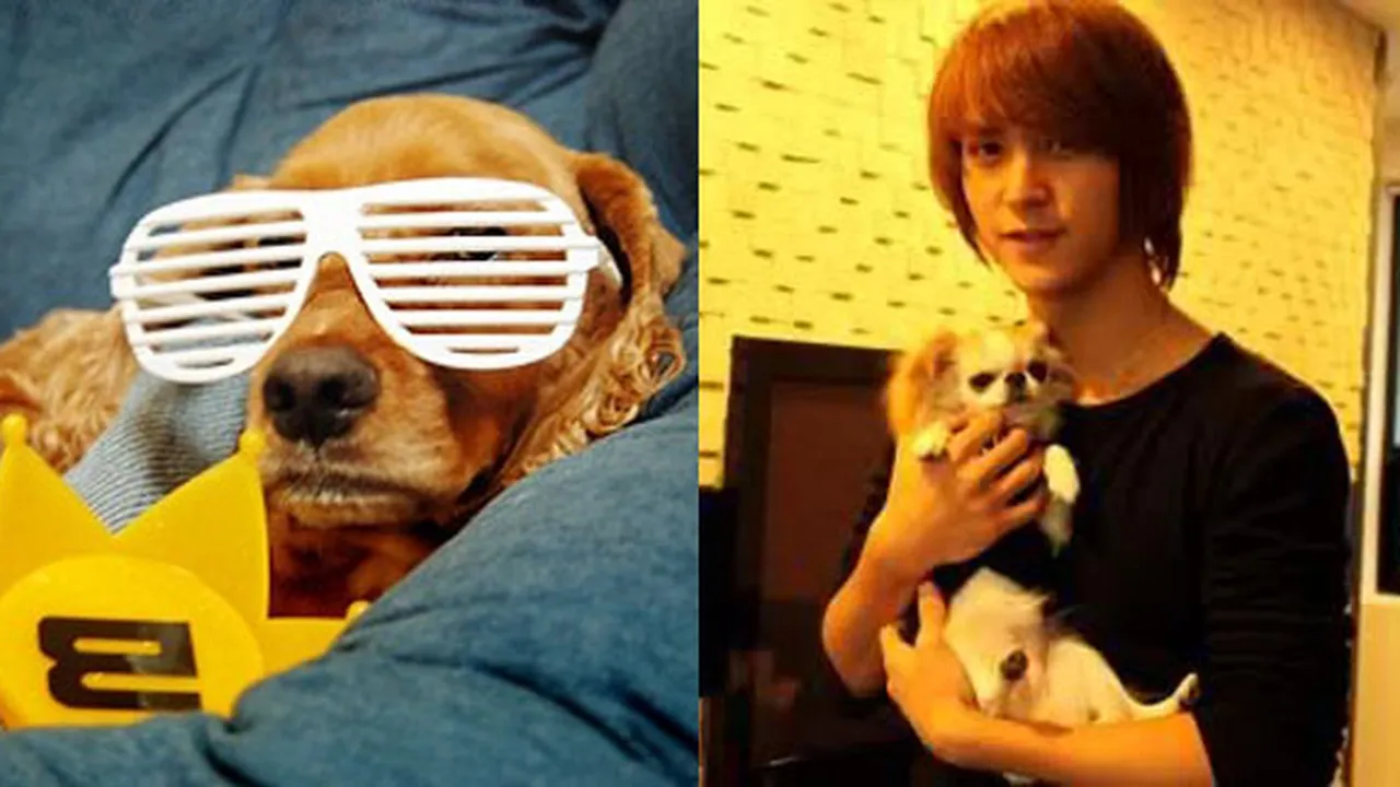 10 Hewan Peliharaan Imut Milik K-Pop Idol!