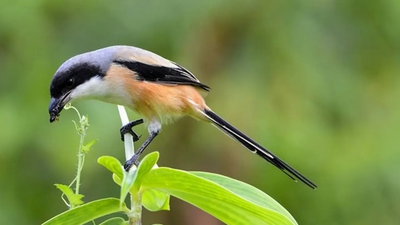 8 Jenis Burung Kicau Paling Populer Memiliki Suara Merdu dan Indah