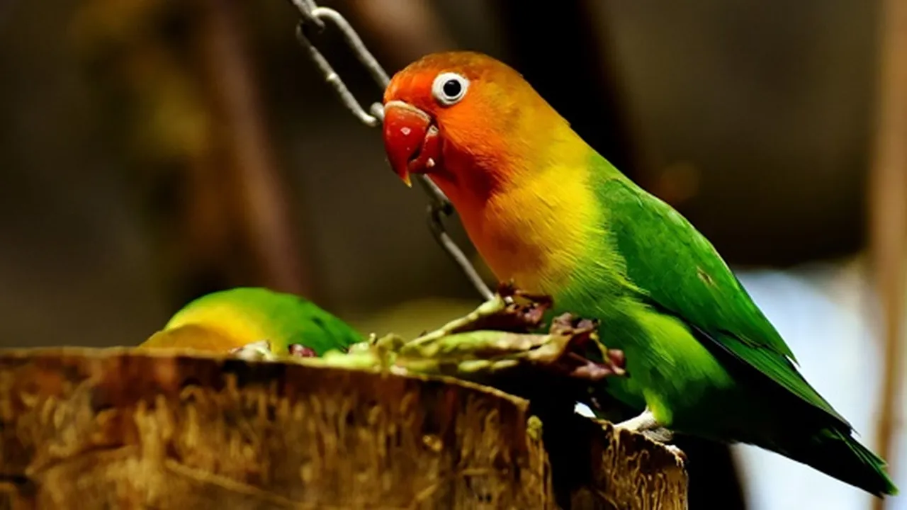10 Jenis Burung Lovebird Paling Favorit Beserta Cirinya