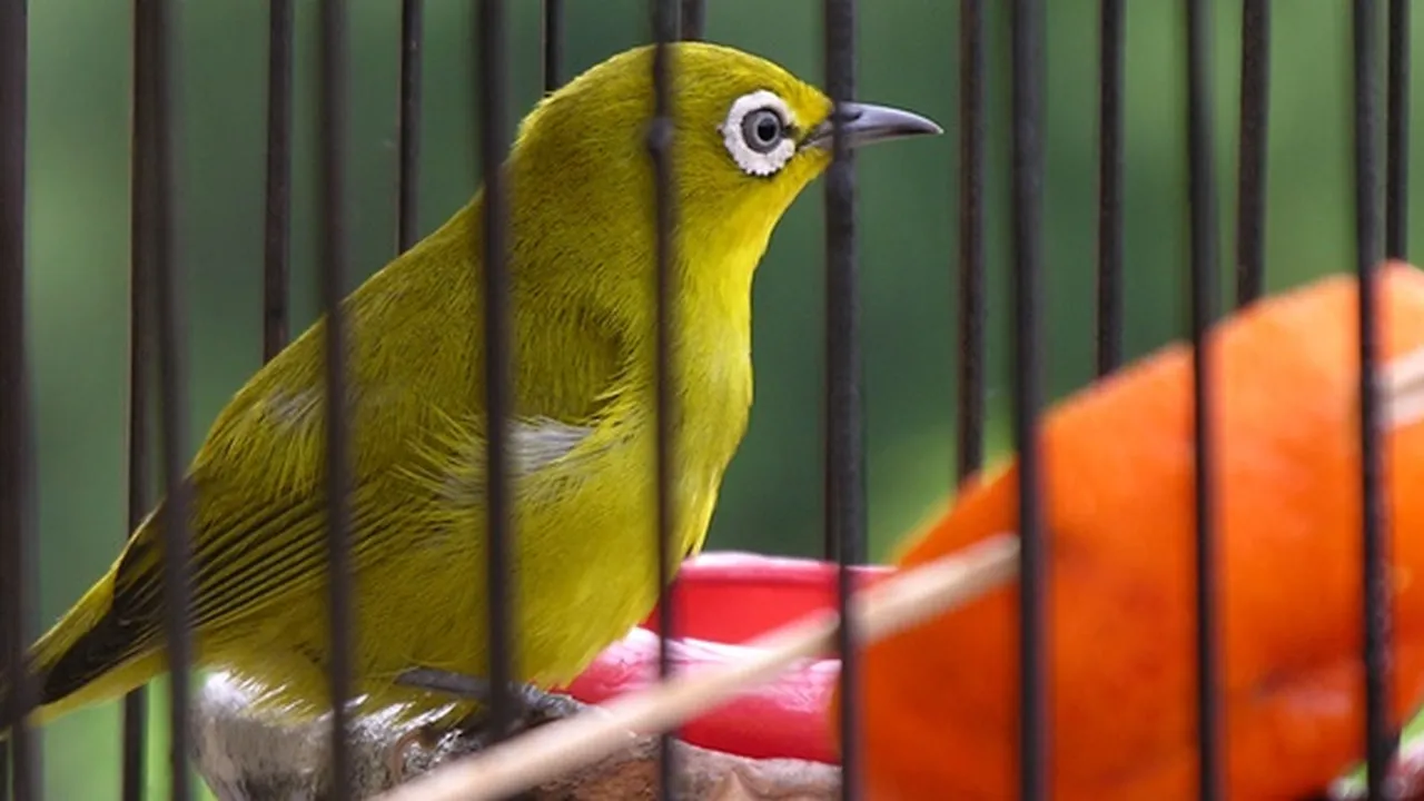10 Jenis Burung Pleci di Indonesia, Kenali Ciri Fisiknya