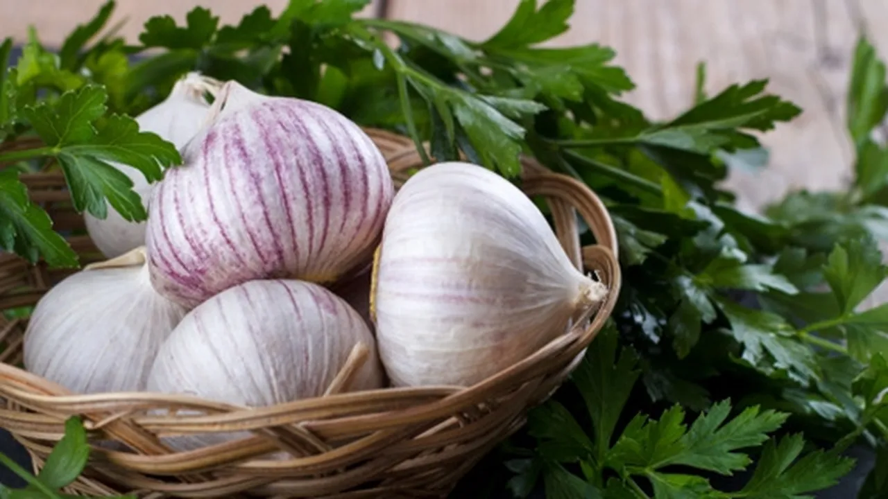10 Manfaat Bawang Putih Tunggal Bagi Kesehatan, Lebih Berkhasiat dari Bawang Biasa