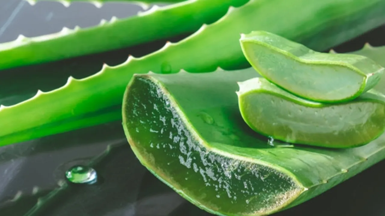 10 Manfaat Lidah Buaya Bagi Kesehatan, Cocok untuk Diet - Penambah Imun Tubuh