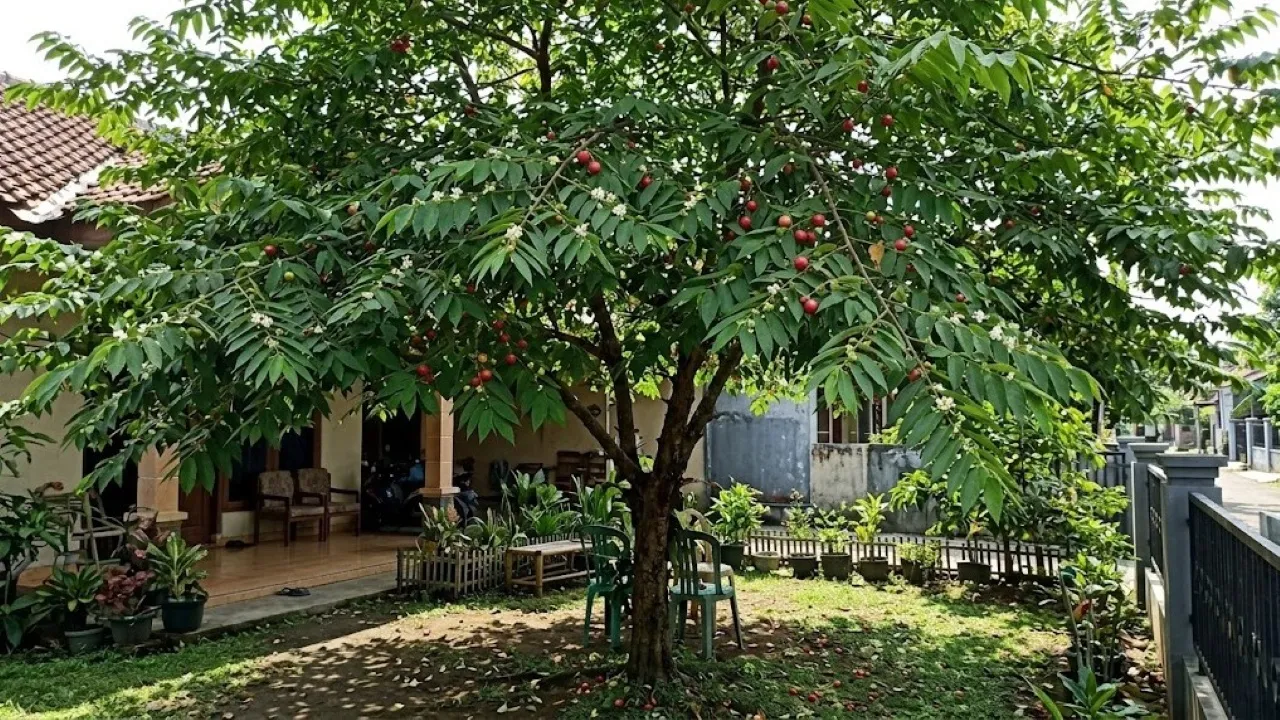 10 Pohon Daun Lebat yang Tidak Mudah Rontok, Cocok untuk Taman Rumah