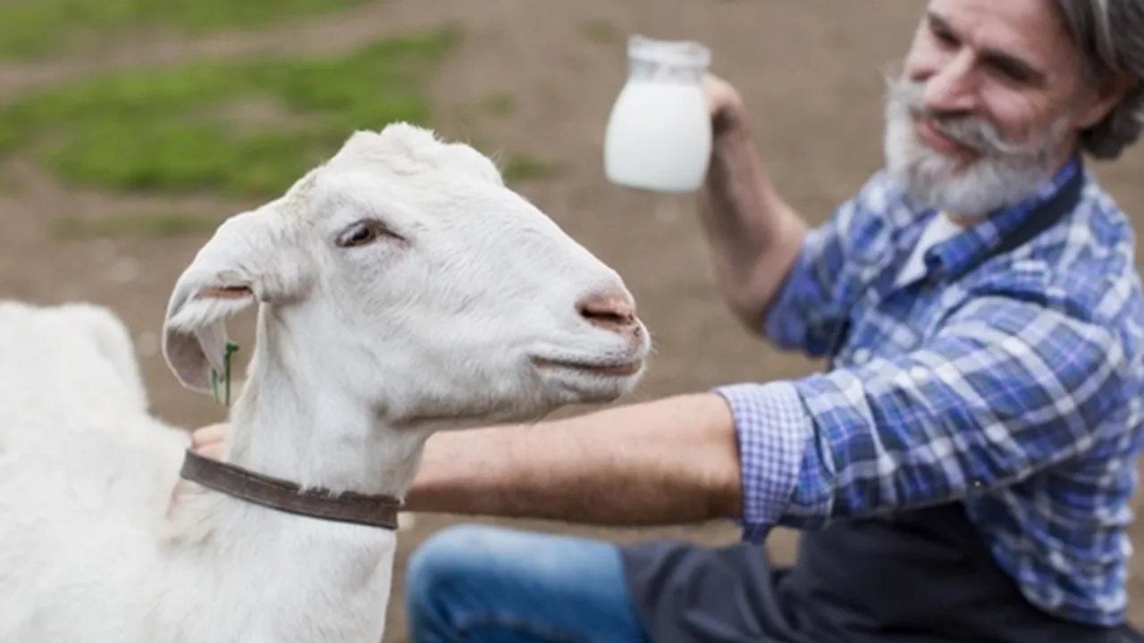 11 Manfaat Susu Kambing, Cepat Rasakan Khasiatnya Saat Diminum Rutin