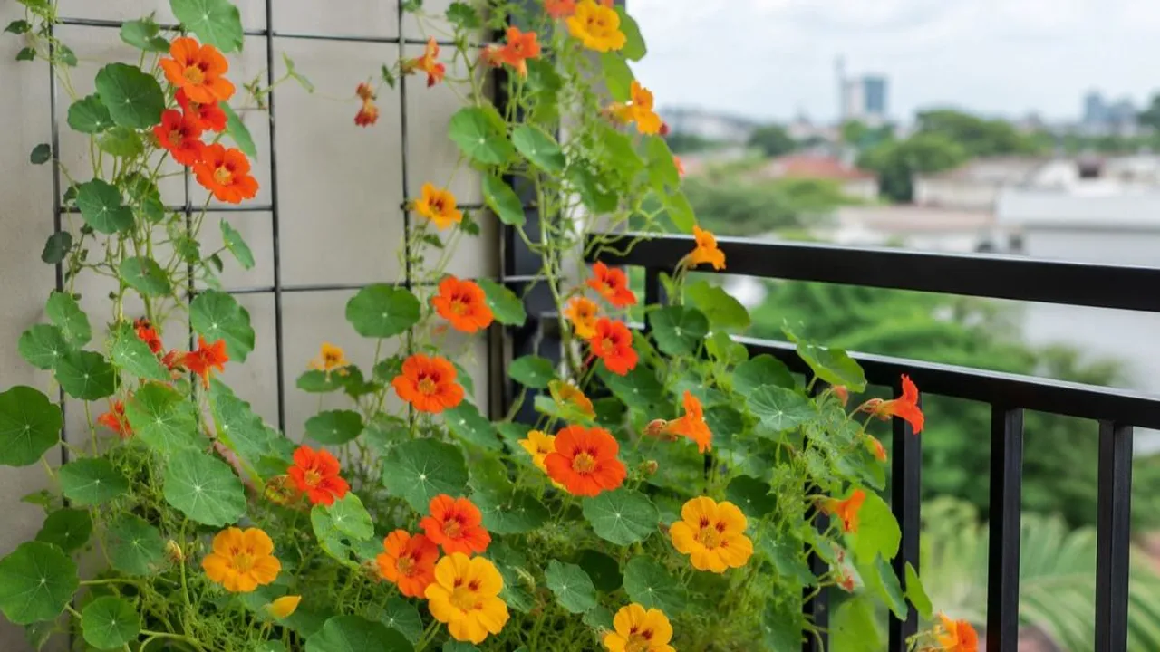 11 Tanaman Rambat untuk Mempercantik Balkon, Sulap Sudut Sempit Jadi Lebih Asri