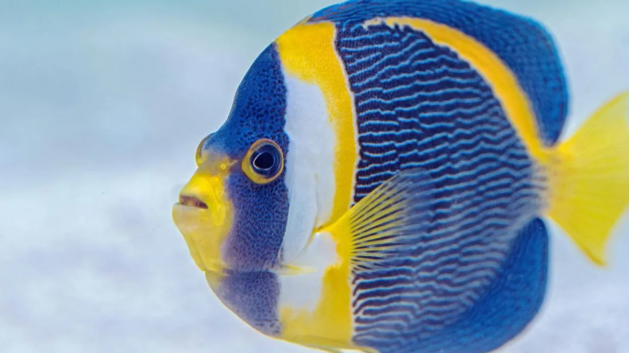 12 Ikan Hias Pembawa Keberuntungan Menurut Feng Shui, Simbol Hoki dan Kemakmuran