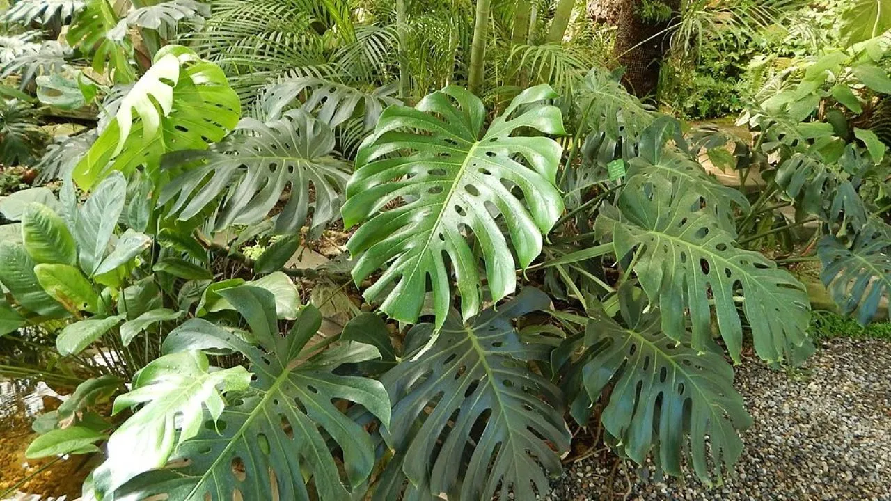 12 Tanaman Hias dengan Daun Berlubang Alami yang Cocok untuk Rumah, Hadirkan Nuansa Tropis