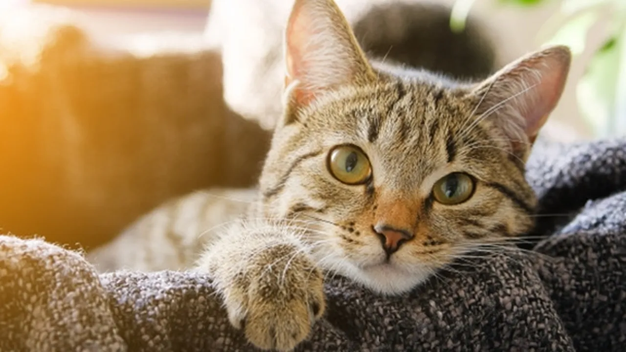 135 Nama-Nama Kucing Betina Dari Abjad A-Z yang Unik, Beserta Dengan Artinya