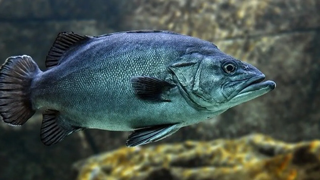 15 Jenis Ikan Laut Kaya Nutrisi, Sehatkan Tubuh dan Otak - Baik Dikonsumsi Setiap Hari