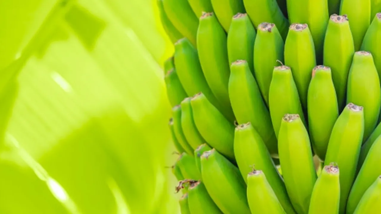 16 Manfaat Pisang Ambon bagi Kesehatan dan Kecantikan yang Jarang Diketahui