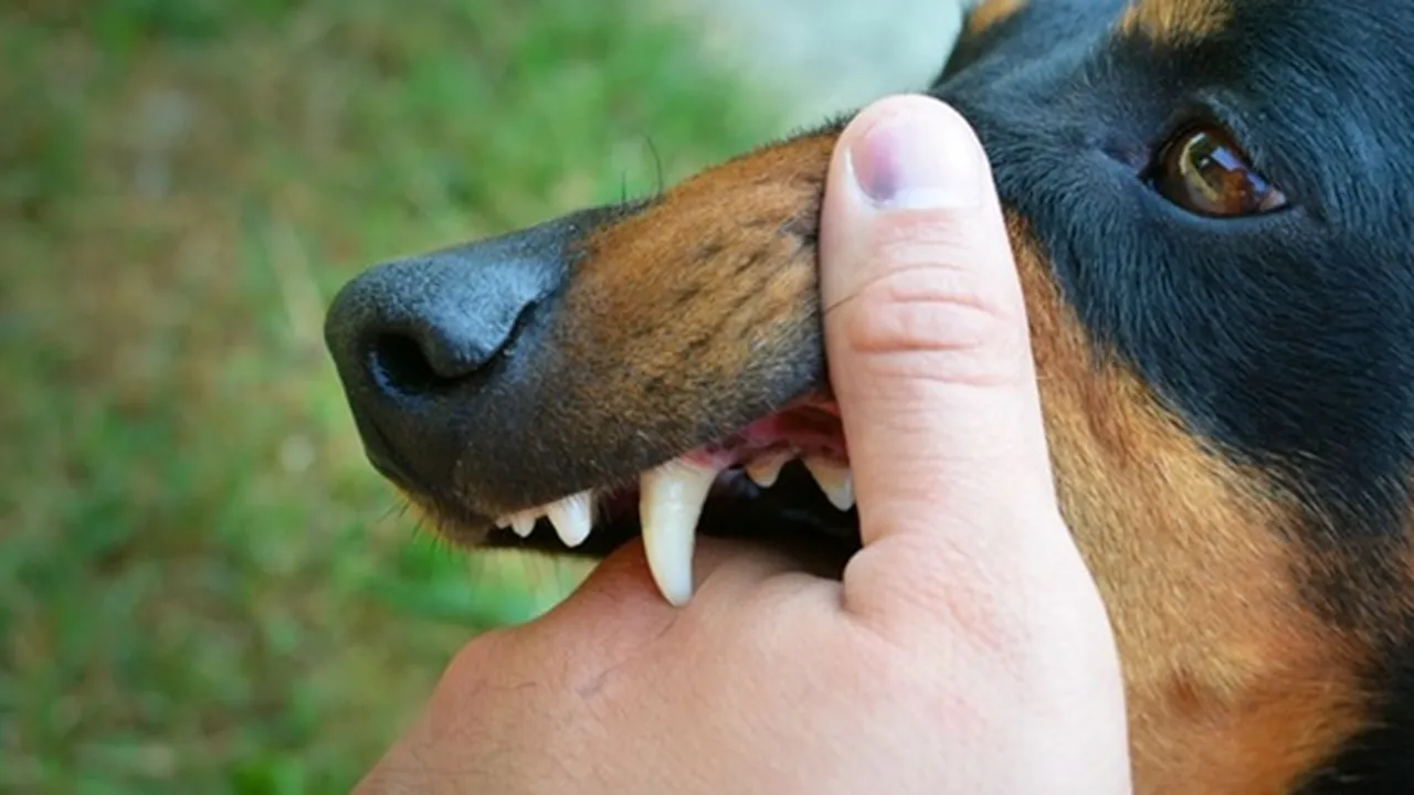21 Gejala Penyakit Rabies, Perhatikan Penyebab dan Cara Mengatasinya