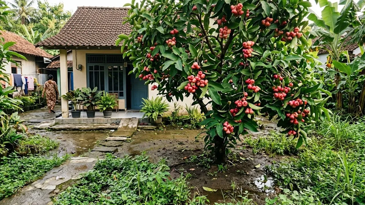 23 Jenis Tanaman yang Cocok untuk Halaman Rumah dengan Drainase Kurang Baik 23 Jenis Tanaman yang Cocok untuk Halaman Rumah dengan Drainase Kurang Baik