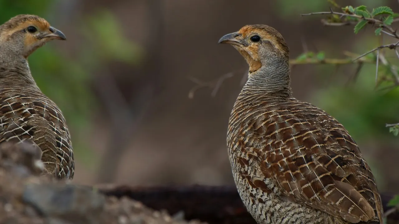 3 Arti Mimpi Menemukan Burung Puyuh yang Penting untuk Diketahui, Bisa Jadi Pertanda
