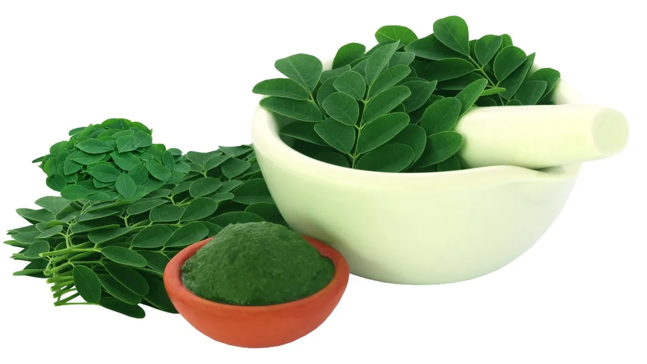3 Metode Praktis Merebus Daun Kelor untuk Menurunkan Kolesterol dan Asam Urat dengan Mudah!