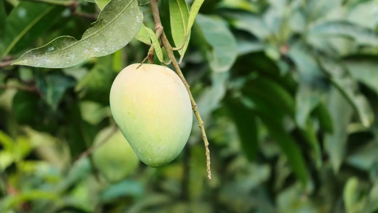 4 Cara Memangkas Pohon Mangga Setelah Panen Buah agar Kembali Produktif