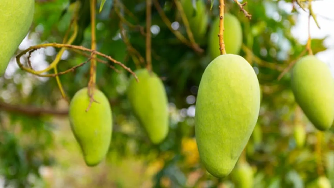 4 Cara Membuat Asinan Mangga Basah dan Kering, Jadi Kudapan Segar Buka Puasa