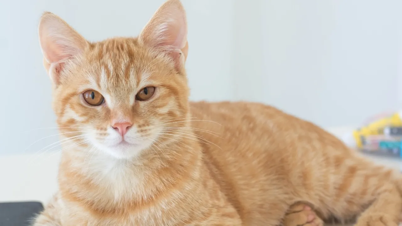 4 Fakta Menarik tentang Kucing dalam Islam yang Wajib Kamu Ketahui!