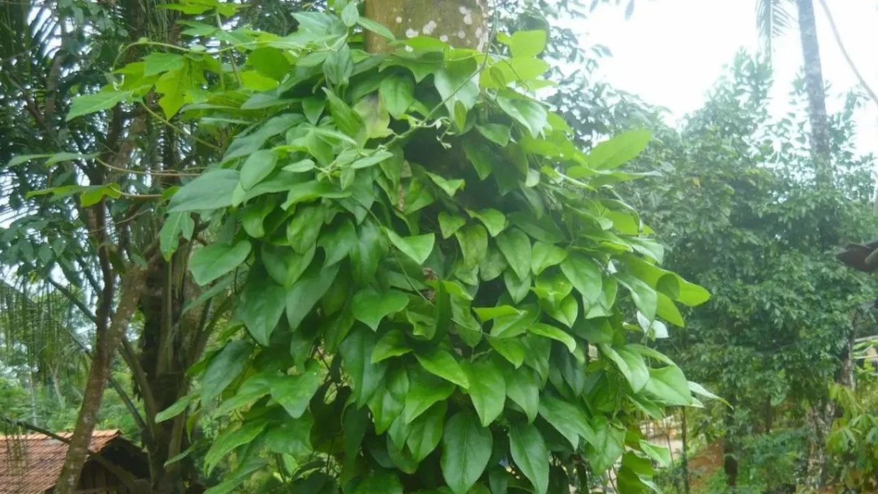 4 Keajaiban Daun Cincau untuk Kesehatan dan Cara Nikmat Mengolahnya!