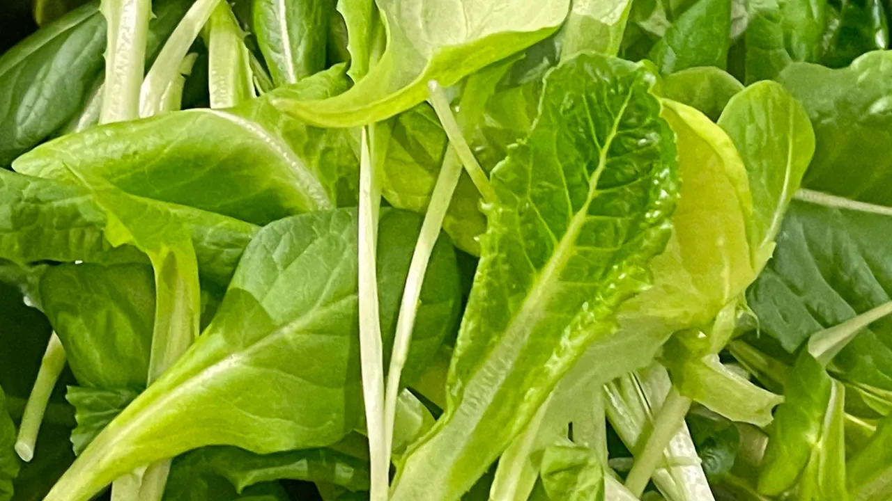 4 Resep Sayur Pagoda yang Lezat dan Praktis, Sat-set Cocok untuk Menu Sahur