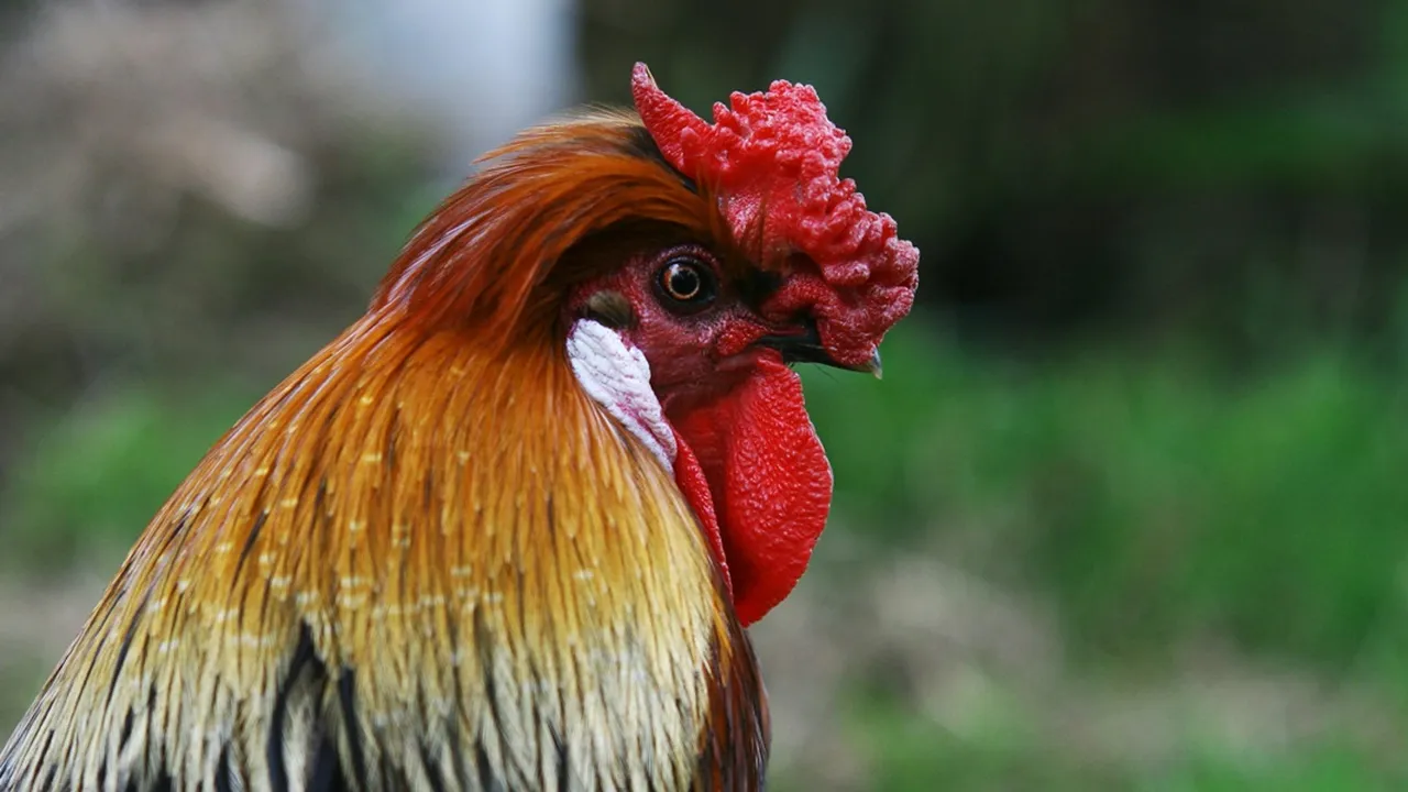 5 Arti Mimpi Dikasih Ayam Sama Orang Tak Dikenal, Punya Makna Spiritual Mendalam