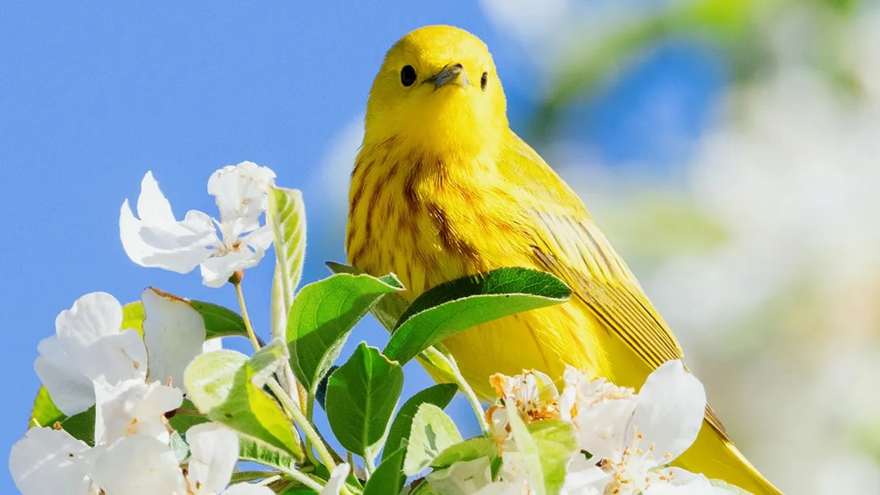 5 Arti Mimpi Menangkap Burung Kenari Menurut Primbon Jawa, Benarkah Pertanda Hoki?
