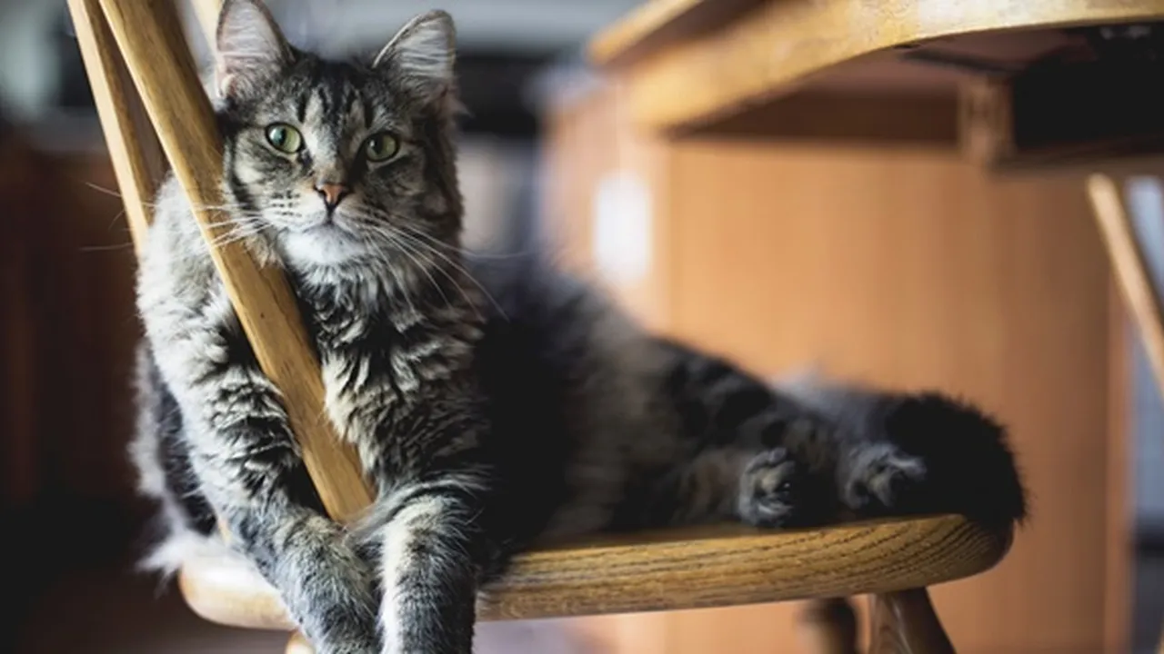 5 Cara Memandikan Kucing dengan Benar Agar Tetap Tenang, Ini Rahasianya