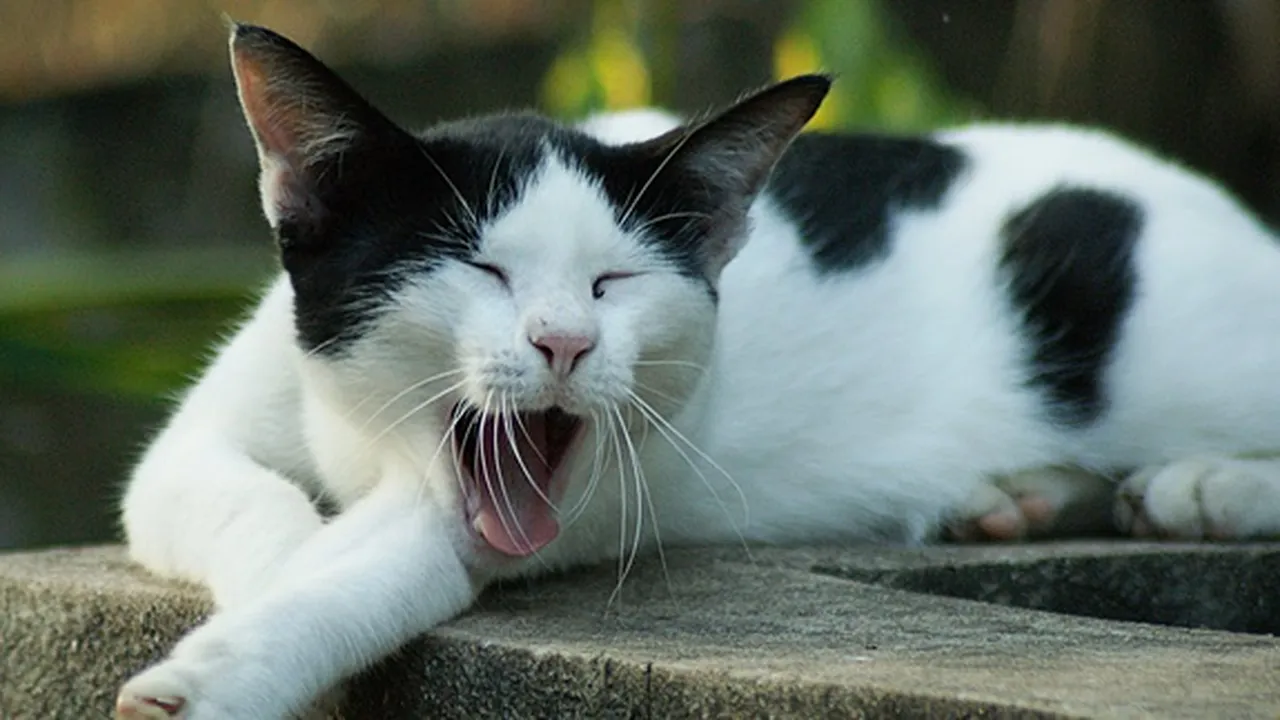 5 Jenis Kucing Kampung Paling Populer di Indonesia, Mana Paling Menggemaskan?