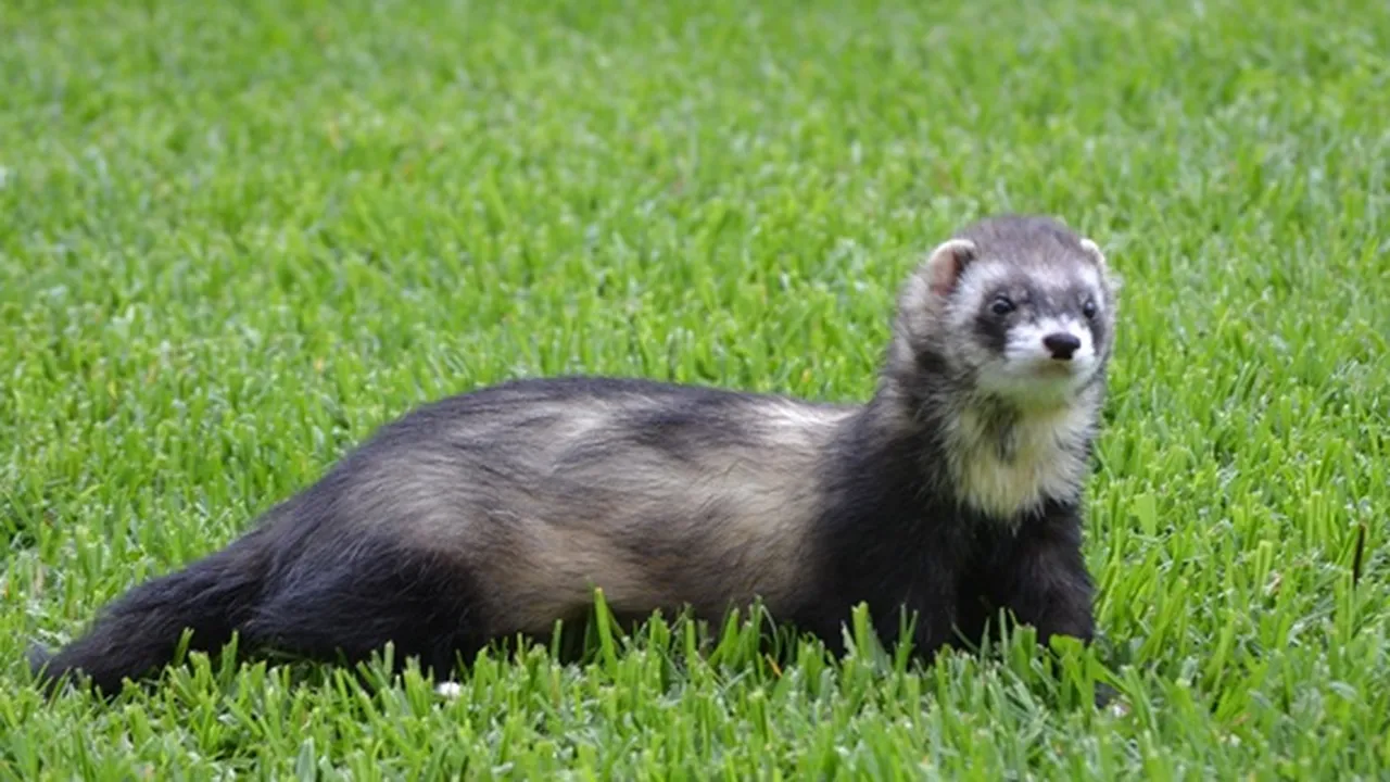 5 Jenis Musang yang Cocok Dipelihara di Rumah, Kenali Cara Memeliharanya