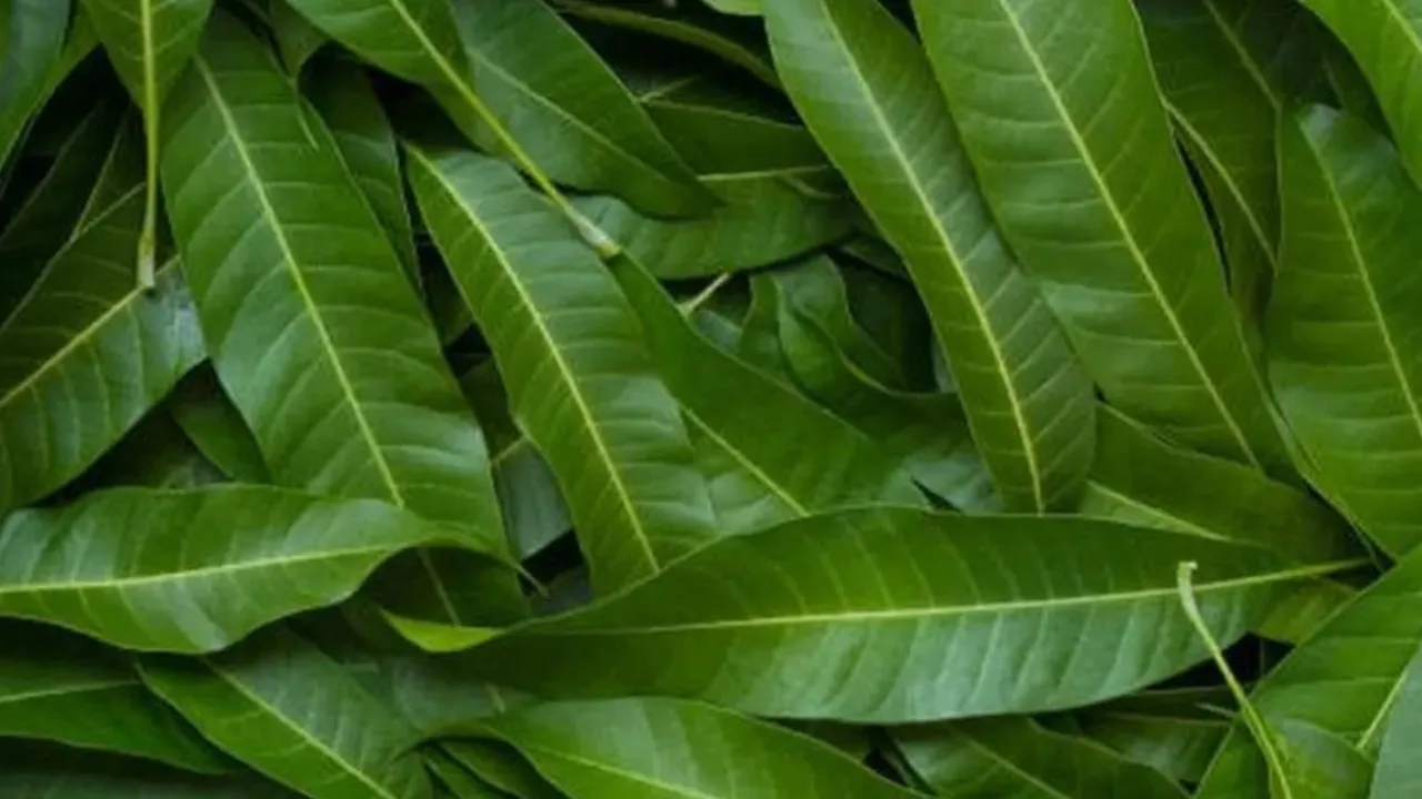5 Keajaiban Teh Daun Mangga, Rahasia Menjaga Kadar Gula Darah dan Manfaat Lainnya!
