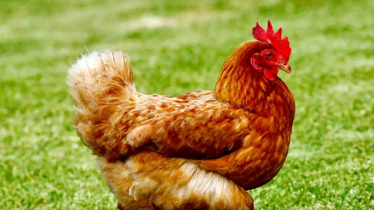 5 Langkah Ternak Ayam di Atap Rumah untuk Penuhi Gizi Keluarga Saat Krisis Pangan