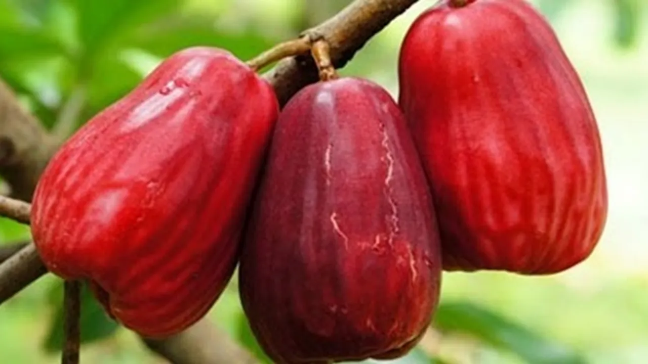 5 Resep Olahan Jambu Jamaika yang Segar dan Praktis