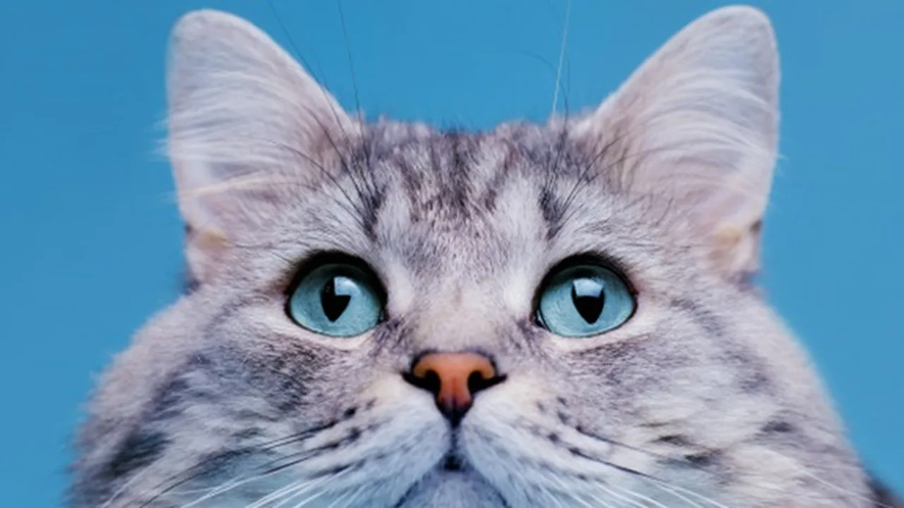 57 Nama-Nama Kucing Jantan A-Z, Unik dan Menggemaskan Buat Si Anabul