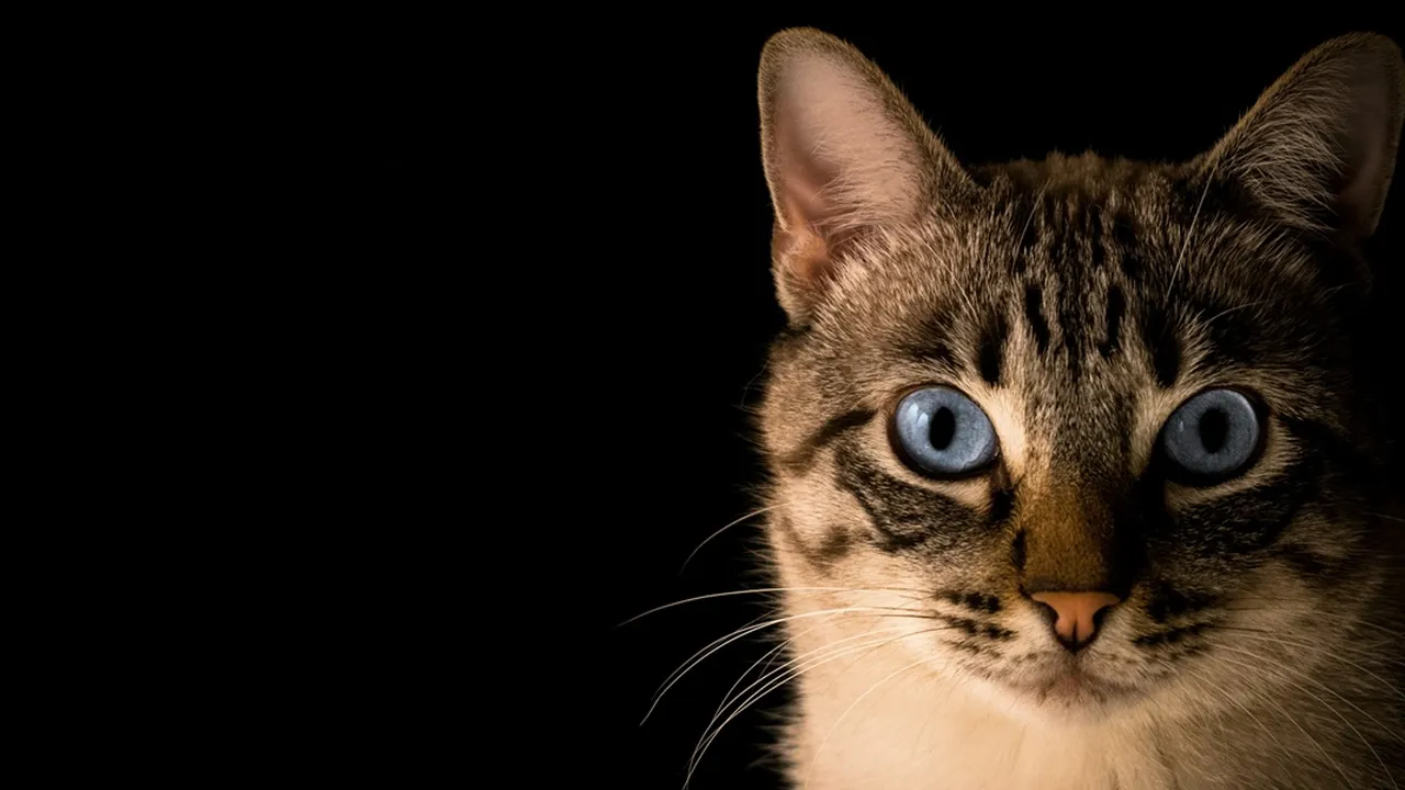 6 Arti Kucing Mengeong Tengah Malam Menurut Primbon Jawa, Sering Dikaitkan dengan Hal-hal Mistis