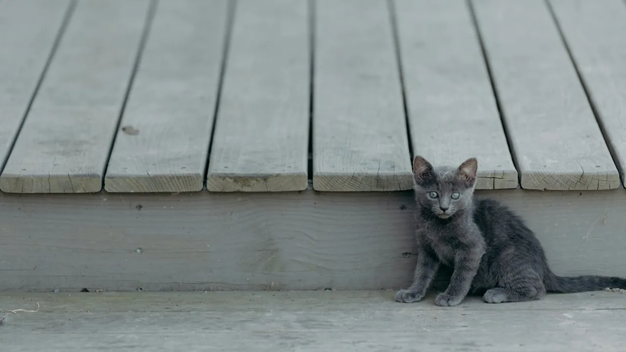 6 Arti Mimpi Anak Kucing, Bisa Jadi Pertanda Baik atau Buruk
