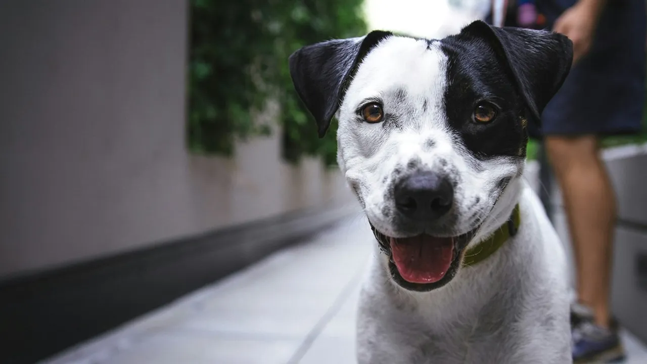 6 Arti Mimpi Anjing Menurut Primbon Jawa, Bisa Jadi Pertanda Baik atau Buruk