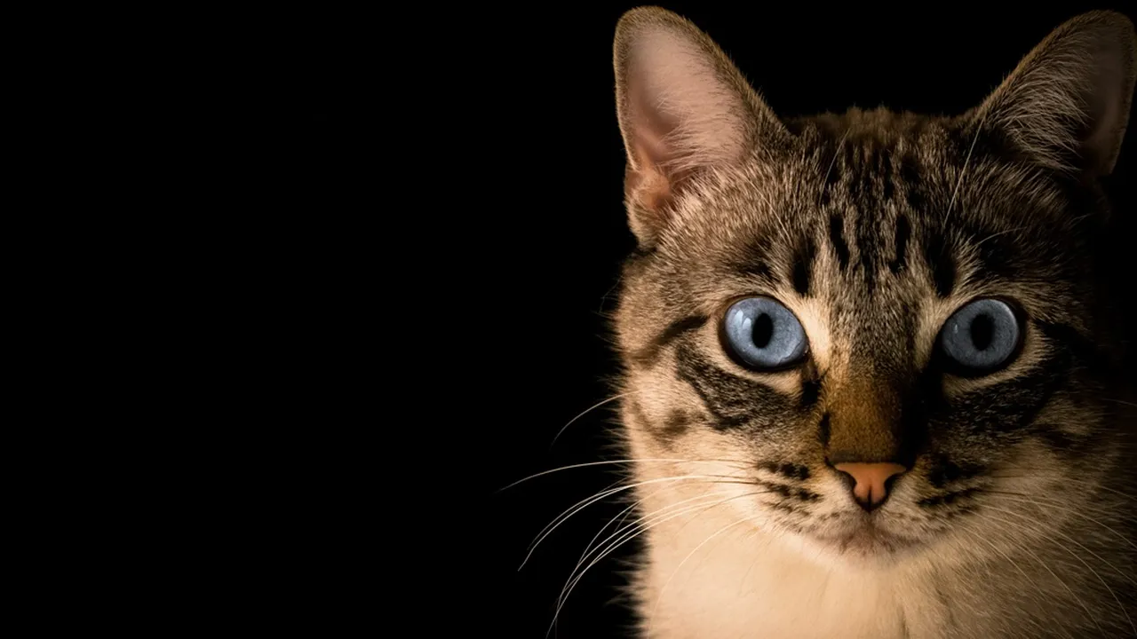 6 Arti Mimpi Bertemu Kucing Menurut Primbon Jawa, Bawa Sejumlah Pertanda Baik 6 Arti Mimpi Bertemu Kucing Menurut Primbon Jawa, Bawa Sejumlah Pertanda Baik