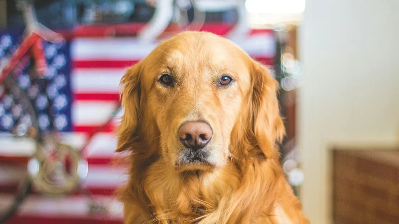6 Arti Mimpi Digigit Anjing di Kaki, Benarkah Pertanda Peringatan Bahaya?