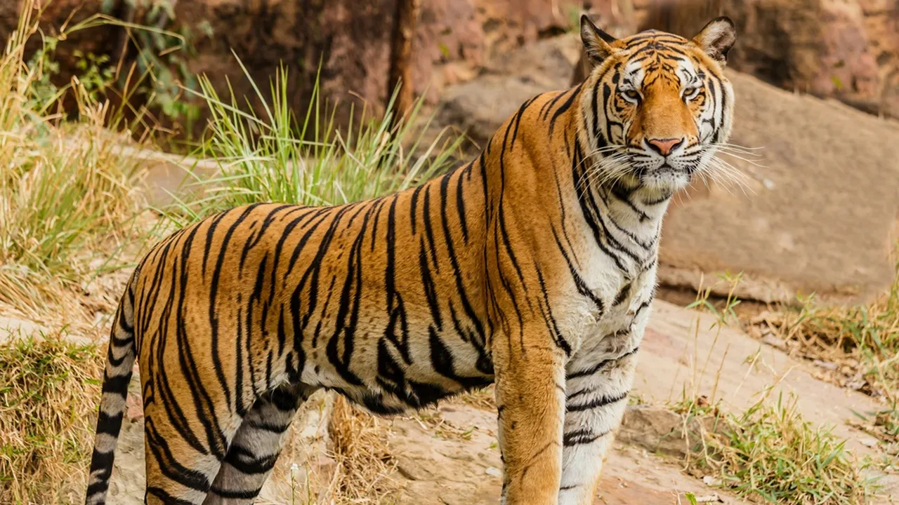 6 Arti Mimpi Digigit Harimau Menurut Primbon Jawa, Bisa Jadi Peringatan Terjadinya Konflik